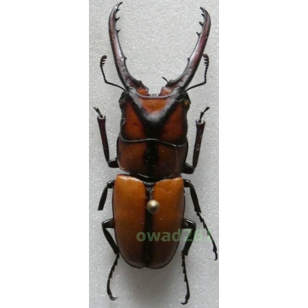 Prosopocoilus occipitalis (Hope, 1845) 44mm Philippines